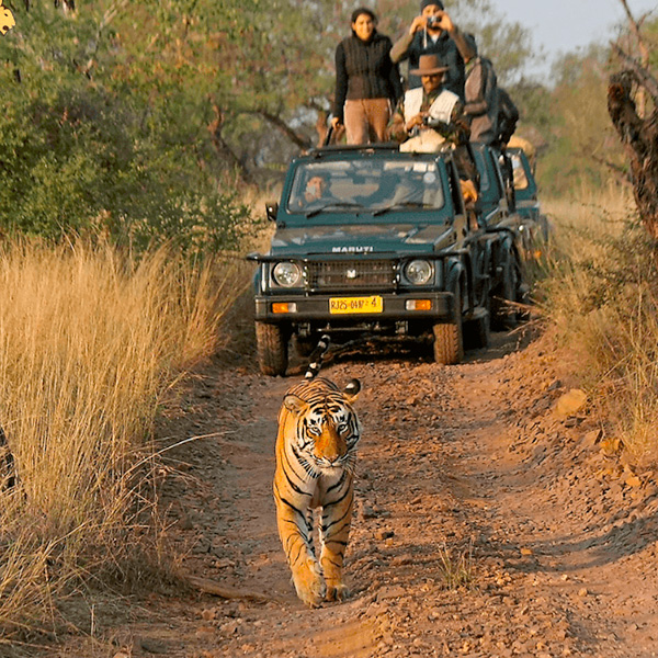 Jungle Safari