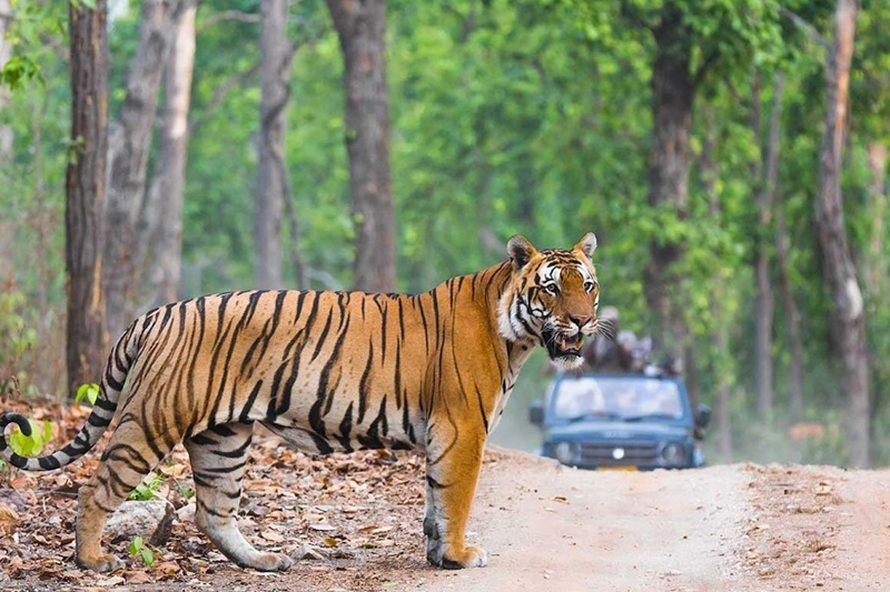 Tiger Safari at Dawn